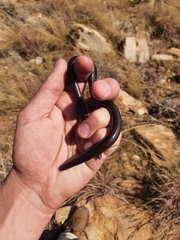 Afrotyphlops bibronii