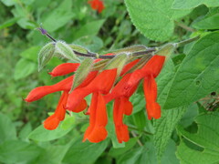 Salvia gesneriiflora
