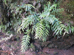 Asplenium lepidotum