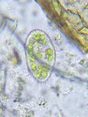 Paramecium bursaria