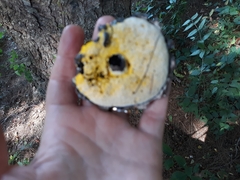 Strobilomyces strobilaceus