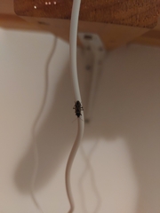 Xanthochilus saturnius