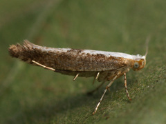 Argyresthia semifusca