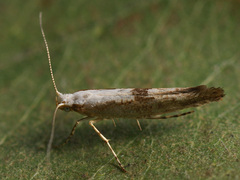 Argyresthia semifusca