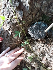 Strobilomyces strobilaceus