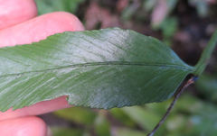 Asplenium lepidotum