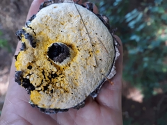 Strobilomyces strobilaceus