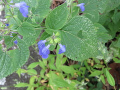 Salvia longispicata