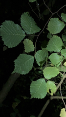 Ulmus glabra