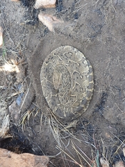 Bitis arietans arietans