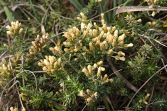 Baccharis patens