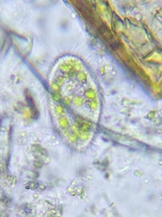 Paramecium bursaria