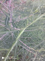 Sesbania cannabina