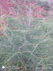 Sesbania cannabina