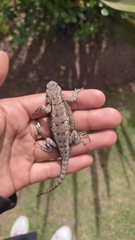 Sceloporus grammicus