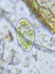 Paramecium bursaria
