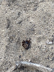 Araneomorphae