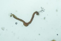 Schistidium papillosum