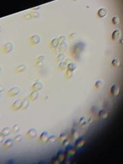 Saccharomyces cerevisiae