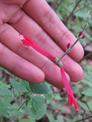 Salvia elegans