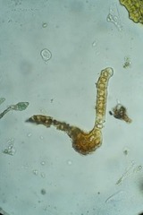 Schistidium papillosum