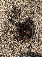 Araneomorphae