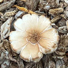 Pluteus petasatus