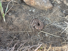 Bitis arietans arietans