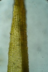 Schistidium papillosum
