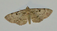 Eupithecia abietaria