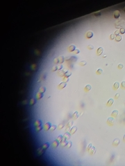 Saccharomyces cerevisiae