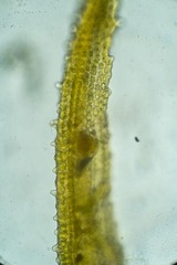 Schistidium papillosum