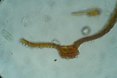 Schistidium papillosum