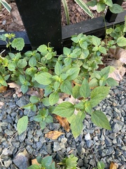 Acalypha virginica