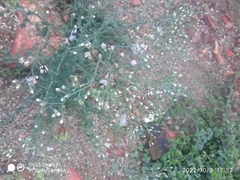 Cyanthillium cinereum