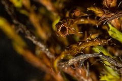 Schistidium papillosum