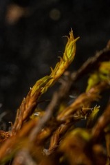 Schistidium papillosum