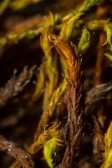 Schistidium papillosum