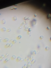 Saccharomyces cerevisiae