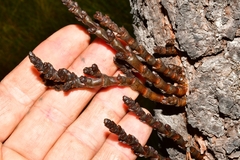 Arceuthobium vaginatum