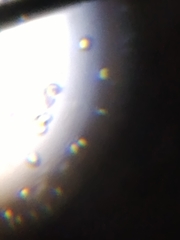 Saccharomyces cerevisiae