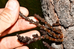 Arceuthobium vaginatum