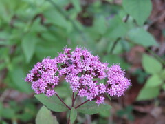 Stevia viscida