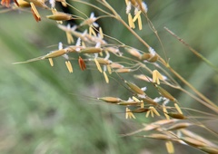 Sorghastrum nutans