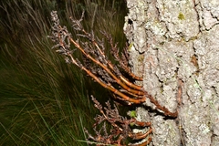 Arceuthobium vaginatum