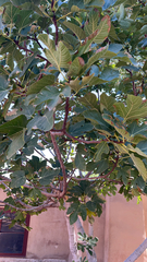 Ficus carica