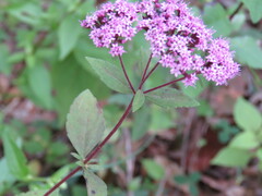 Stevia viscida