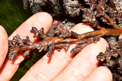 Arceuthobium vaginatum