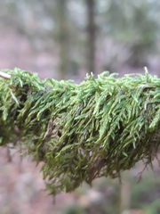 Thamnobryum alopecurum