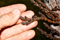 Arceuthobium vaginatum